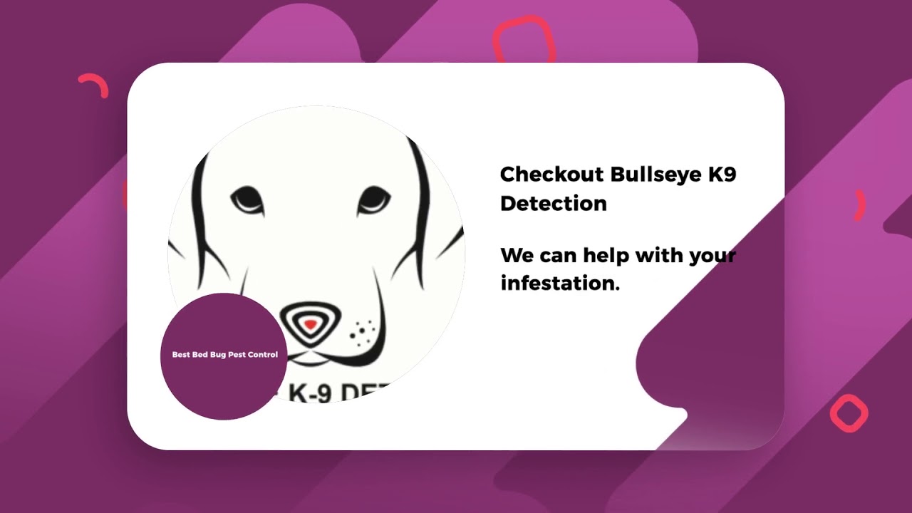 Bed Bugs Hawaii Exterminators YouTube