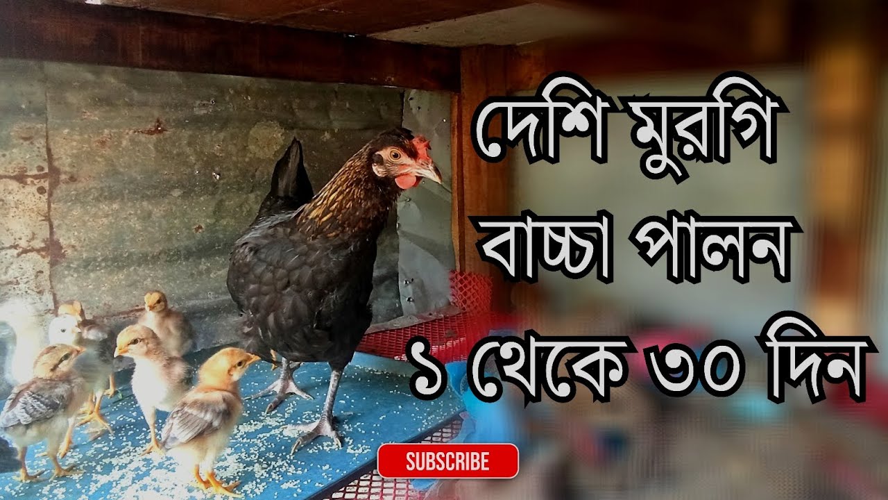 🐥 দেশি মুরগির বাচ্চা ১-৩০ দিন পালন | ১০০% বাঁচানোর গোপন রুটিন!