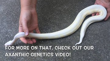 Morph Update: VPI Snow