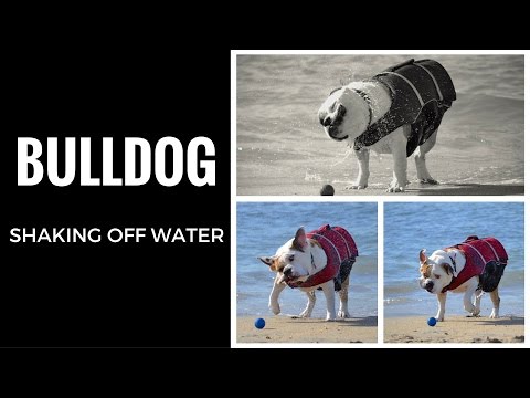 English Bulldog Shaking Off Water