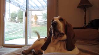 Whiney/Chirpy Dixie (Basset Hound) MVI 1413