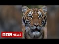 New video by BBC News on YouTube