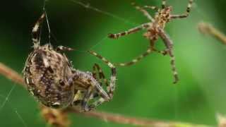 Orb Weavers: Prelude To Mating