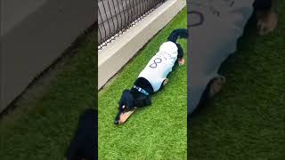 Dog Sliding Smoothly on a Lawn