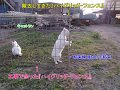 余ったフェンスで、誰でも簡単、キャットラン（ペット－フェンス）　さらに、 簡単収納、持ち運び、購入/例:ヤフーショッピング