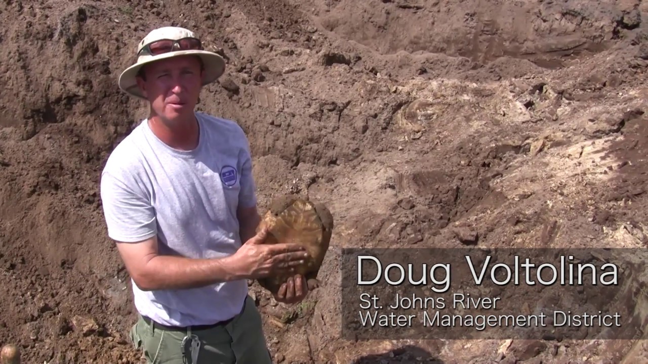 Gopher Tortoise Relocation for Levee Protection - YouTube