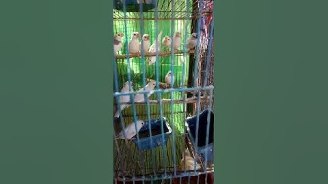 #java #birds #colony #shorts #share #youtubeshorts