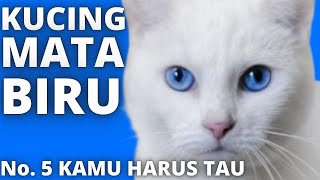 Download Lagu KUCING MATA BIRU || KUCING TULI || FAKTA KUCING MATA BIRU ||