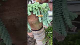 Burro's Tail succulent (Sedum morganianum) or a Donkey's Tail succulent (Sedum burrito)