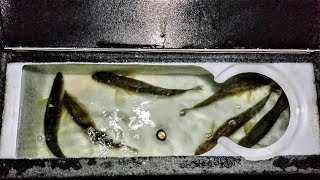 Full Moon Walleyes
