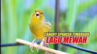 Download Lagu CANARY SPANISH TIMBRADO GACOR, MASTERAN KENARI JUARA MP3