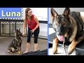 German Shepherd Lifetime Training - Day 2 with Chicago's Smart K9 German Shepherd Lifetime Training - Day 2 with Chicago's Smart K9
