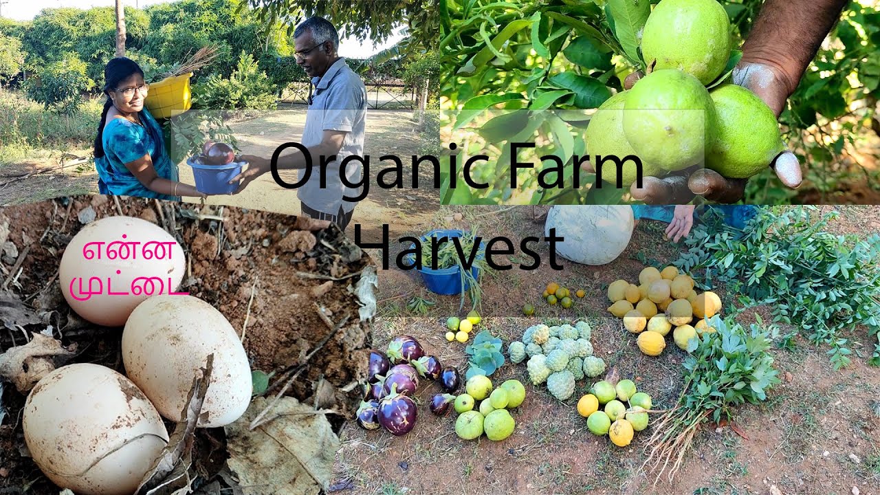 அறுவடையப்போ வேற என்ன இருக்கு!? 🤔⁉️ | Aruvadai Vlogs #farming