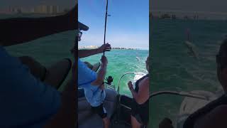 Beau hauling in a Spanish Mackerel #clearwaterbeach #florida #fishing #shorts