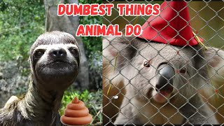 The Dumbest Things Animals Do