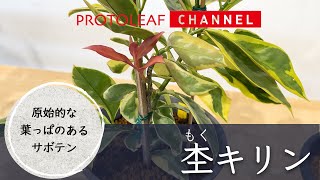 【杢キリン】原始的な葉っぱのあるサボテン