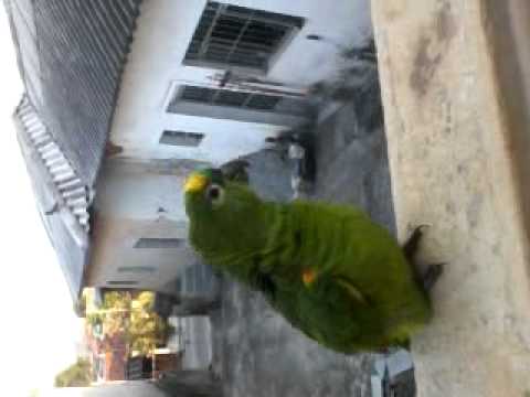 Denguinho da Vó Estela