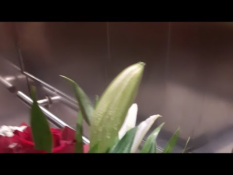 Jalaalii Dhalaa Namaatif Qabduu Maal Fakataa 