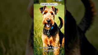 Airedale Terrier Guard Dog Airedale Terrier