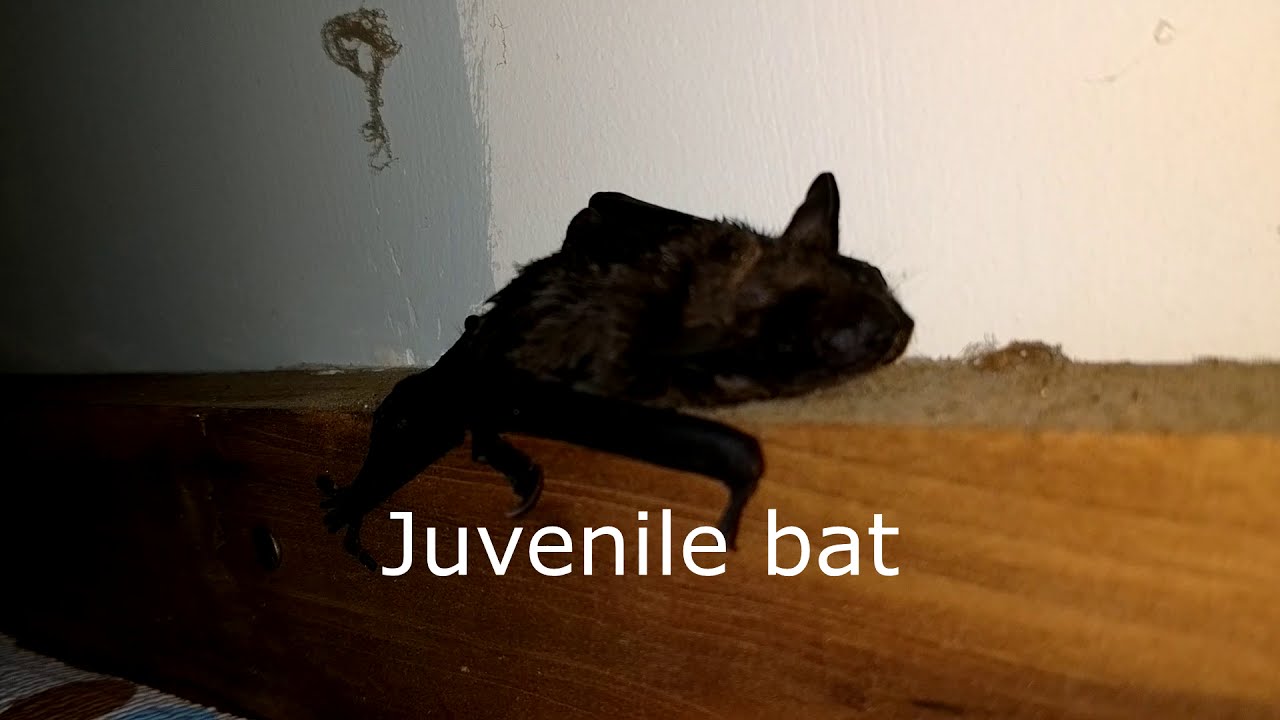 Corona virus in Local Bat Populations - What You Need to Know and What to Do