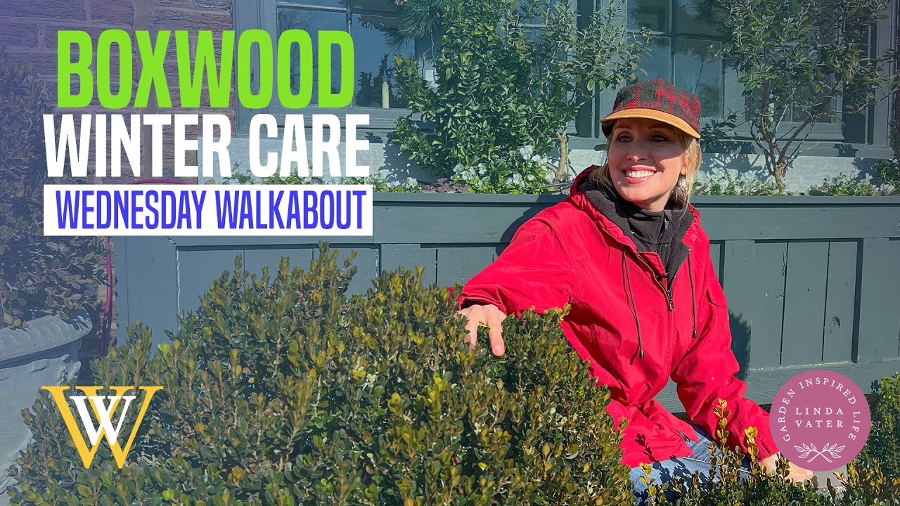 Boxwood Winter Care in the Garden