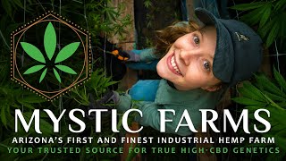 Mystic Farms — Your Trusted Source For True High-CBD Genetics