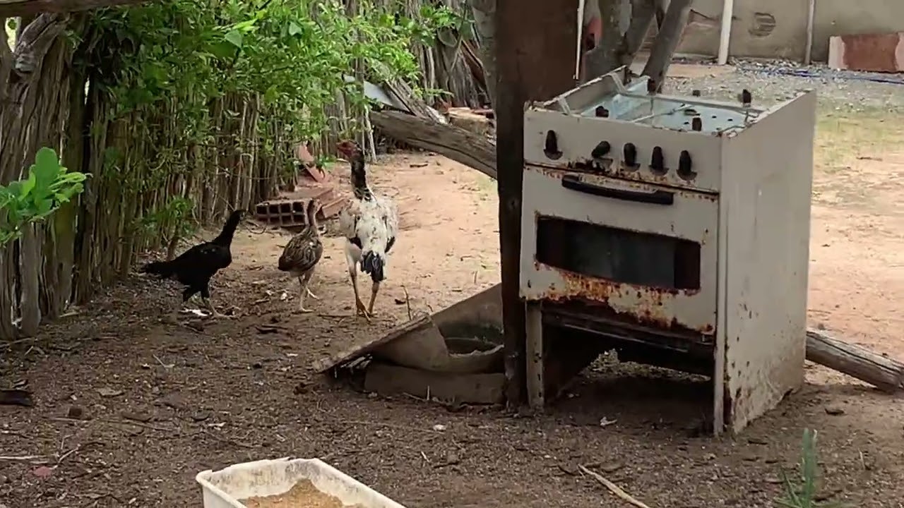 Novidade no criatório. 🐥🌵