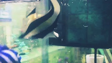 Finding Nemo Nemo clogs the filter colorful