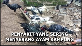 4 Types of Village Chicken Diseases and How to Deal with Them!
