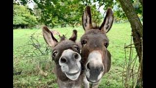 Celebrity Donkey Mating & Breeding Explained | Complete Educational Documentary Net Worth