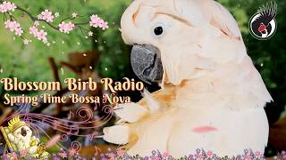 Blossom Birb Radio 🌸 Spring Time Bossa Nova Jazz | Calming Musical Comfort TV for Birds (24/7)🦜