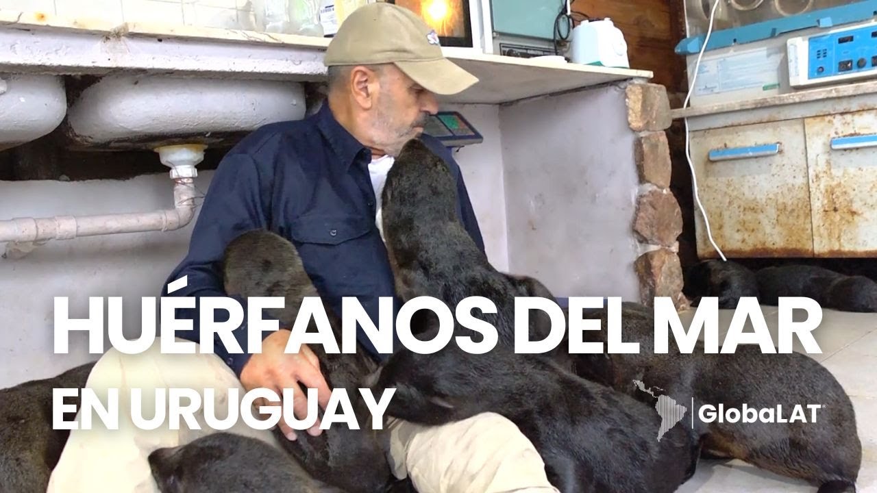 SOS Fauna Marina rehabilita 16 cachorros de lobo marino en Uruguay