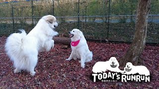 しつこくしすぎて怒られたアランと怒ったルンルン　Great Pyrenees　グレートピレニーズ