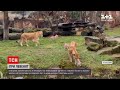 Німецький зоопарк показав своїх трьох новонароджених левенят | ТСН Ранок