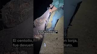 Amenazan a la Guardia Civil tras una descarga ilegal de centollo en Camariñas