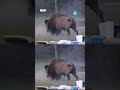 Bisonte persigue y embiste a un turista en Yellowstone, Estados Unidos #shorts