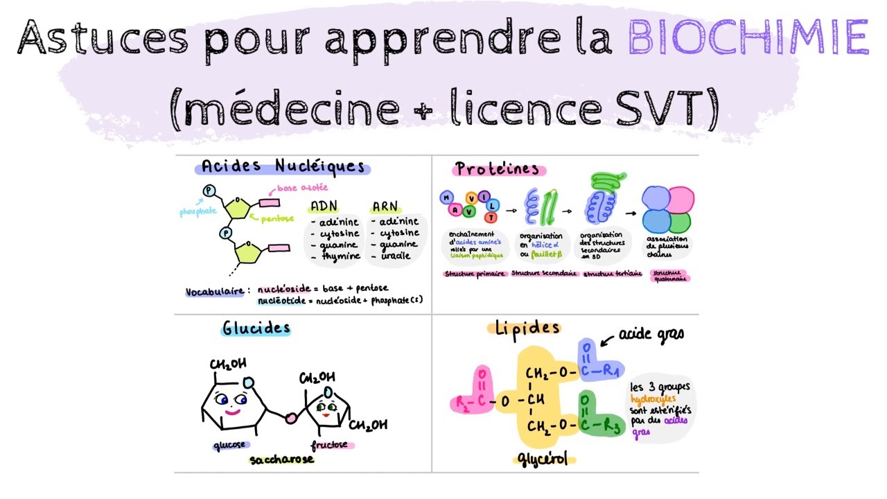 Page De Garde Biochimie COMMENT APPRENDRE LA BIOCHIMIE | MÉDECINE, LICENCE BIOLOGIE, BTS