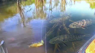 Monster Snakehead Frenzy Underwater! What Happened When the Bait Hit the Water…