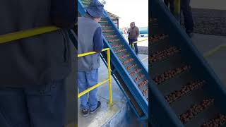 tolva para avellanas europeas con zarandas de limpieza 10.000 kg hora venta de maquinaria 990001512