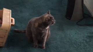 Talking with my Cat, Julia screenshot 2