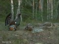 Capercaillie display in Mykland, Norway 2010