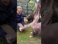 Aardvarks amazing adaptations shorts  buzzbilt