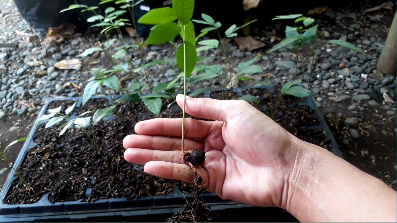 Cara Semai Biji Kelengkeng Agar Cepat Tumbuh Dan Berbuah