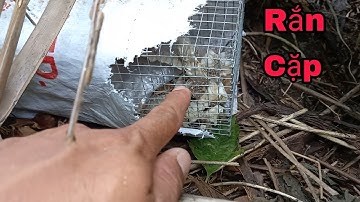 KHU ĐỒNG NHÀ DÍNH TIẾP RẮN CẶP 10 CÁI LỢP RẮN CHẠY NGON LÀNH T20 | CẦN GÒ CÔNG