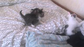 Котята в хорошие руки Котята в хорошие руки