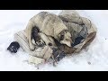 Собака родила десять щенят на снегу Они в опасности Пытаемся помочь saving puppies