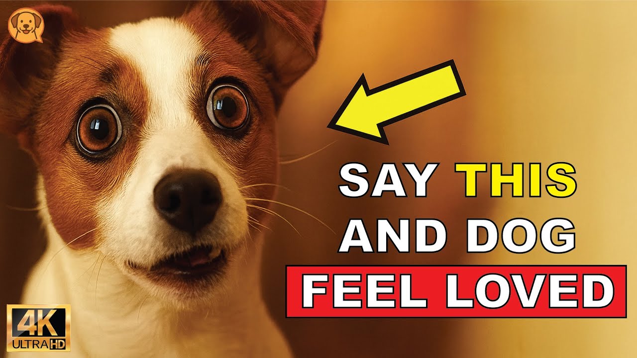 6 Words That Make Your Dog Know You Love Them (Instantly!) | Smart Dog ...