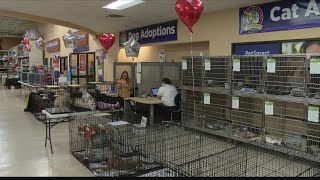 Amarillo SPCA celebrates National Adoption Weekend