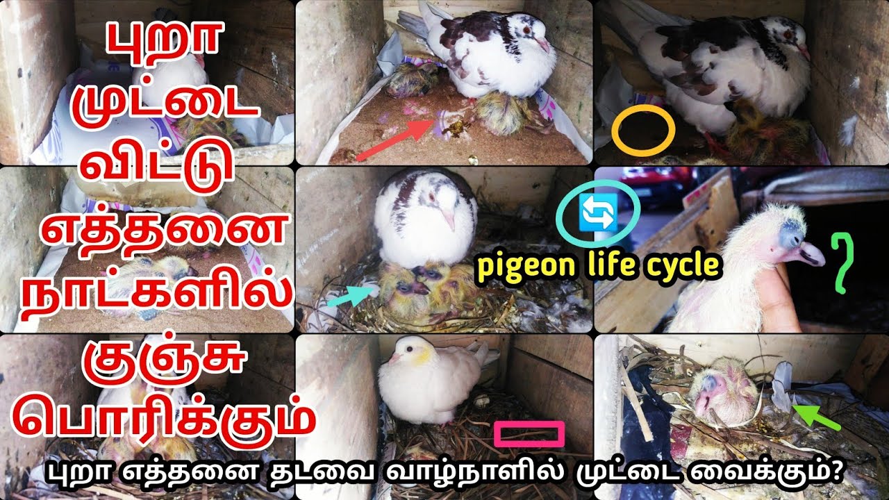 Pura life cycle | புறா முட்டை விட்டு எத்தனை நாட்களில் குஞ்சு பொரிக்கும்? | pigeon 1 to 7 days growth