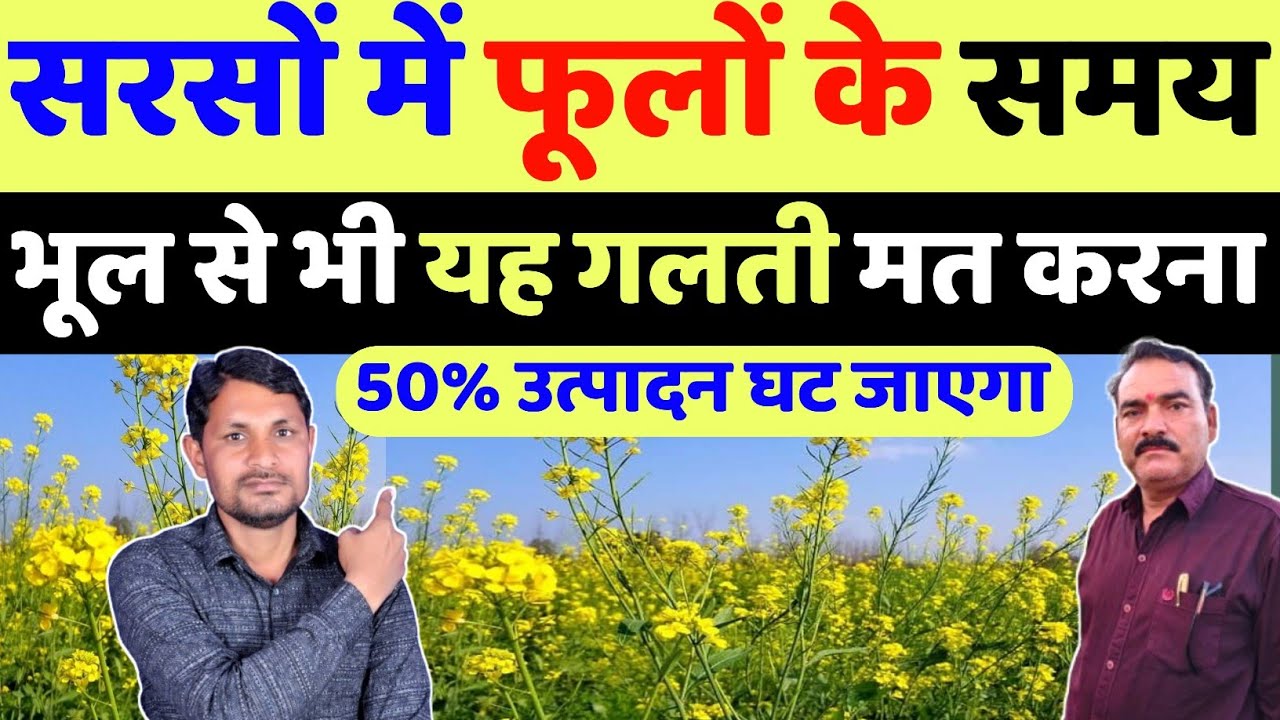 सरसों में फूलों के समय जरूरी सावधानी नहीं तो उत्पादन आधा ही मिलेगा | sarson ka utpadan kaise badhaen